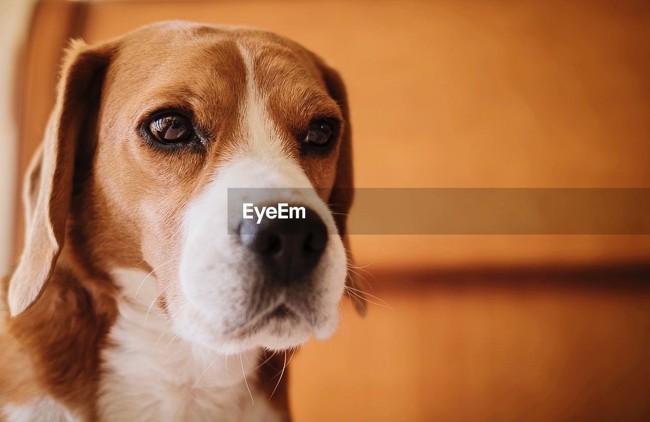 CLOSE-UP PORTRAIT OF DOG LOOKING AT CAMERA