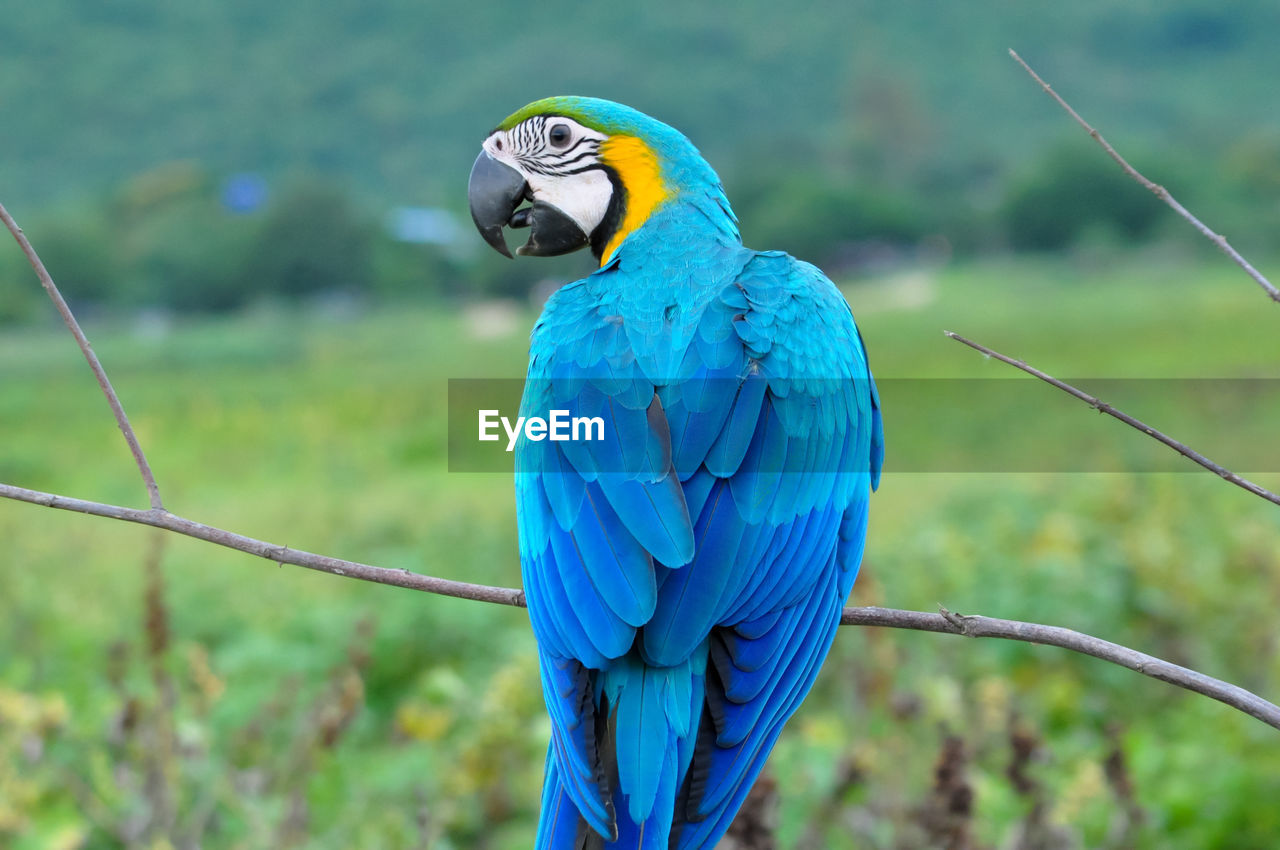 CLOSE-UP OF BLUE PARROT PERCHING ON A BRANCH