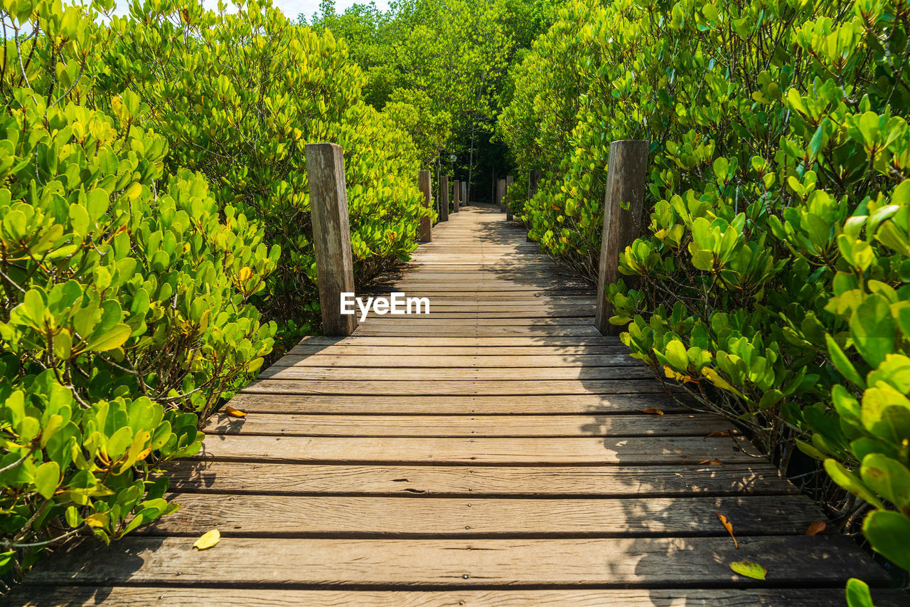 Footpath amidst trees