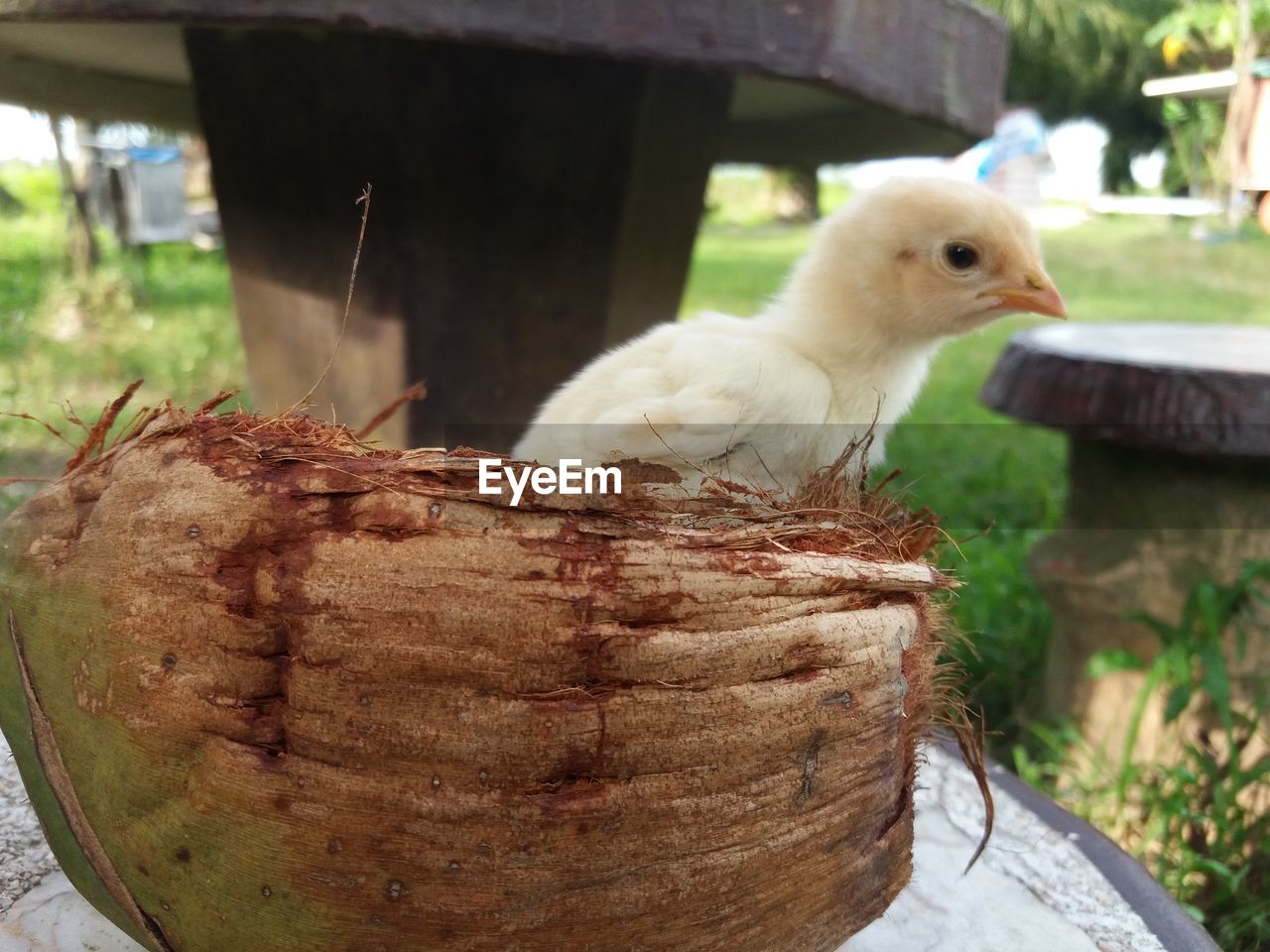 CLOSE-UP OF A BIRD BY NEST