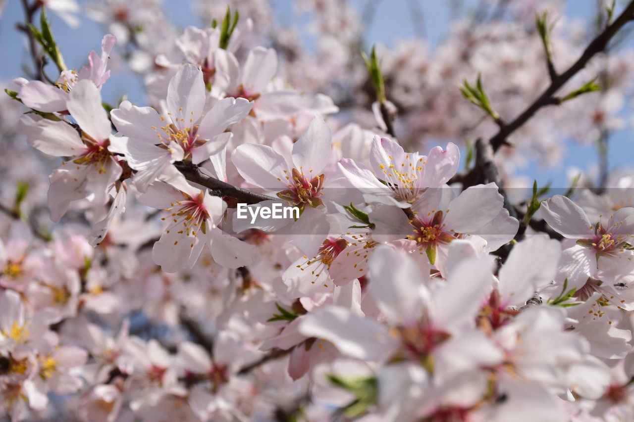 Almond flowers in full bloom in a garden in srinagar kashmir.