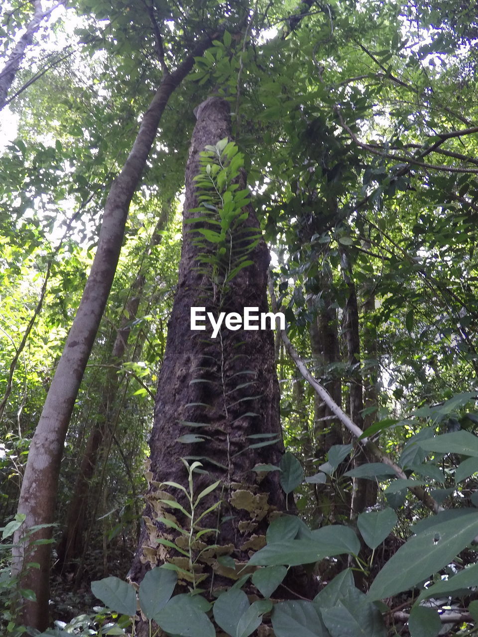 LOW ANGLE VIEW OF TREES IN THE FOREST