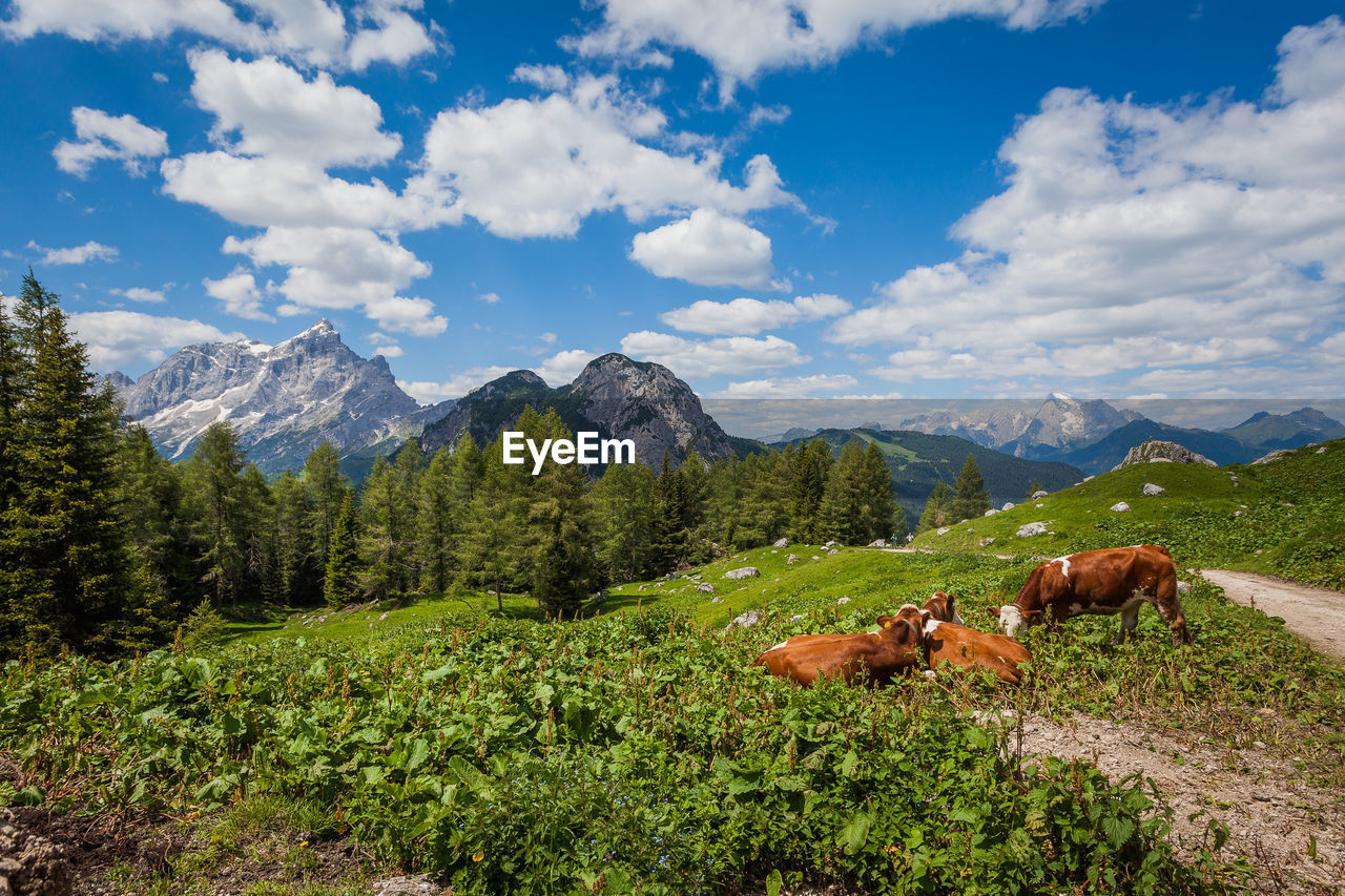 VIEW OF SHEEP ON MOUNTAIN