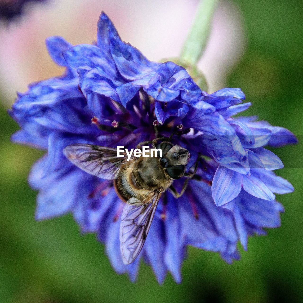 CLOSE-UP OF BEE ON FLOWER