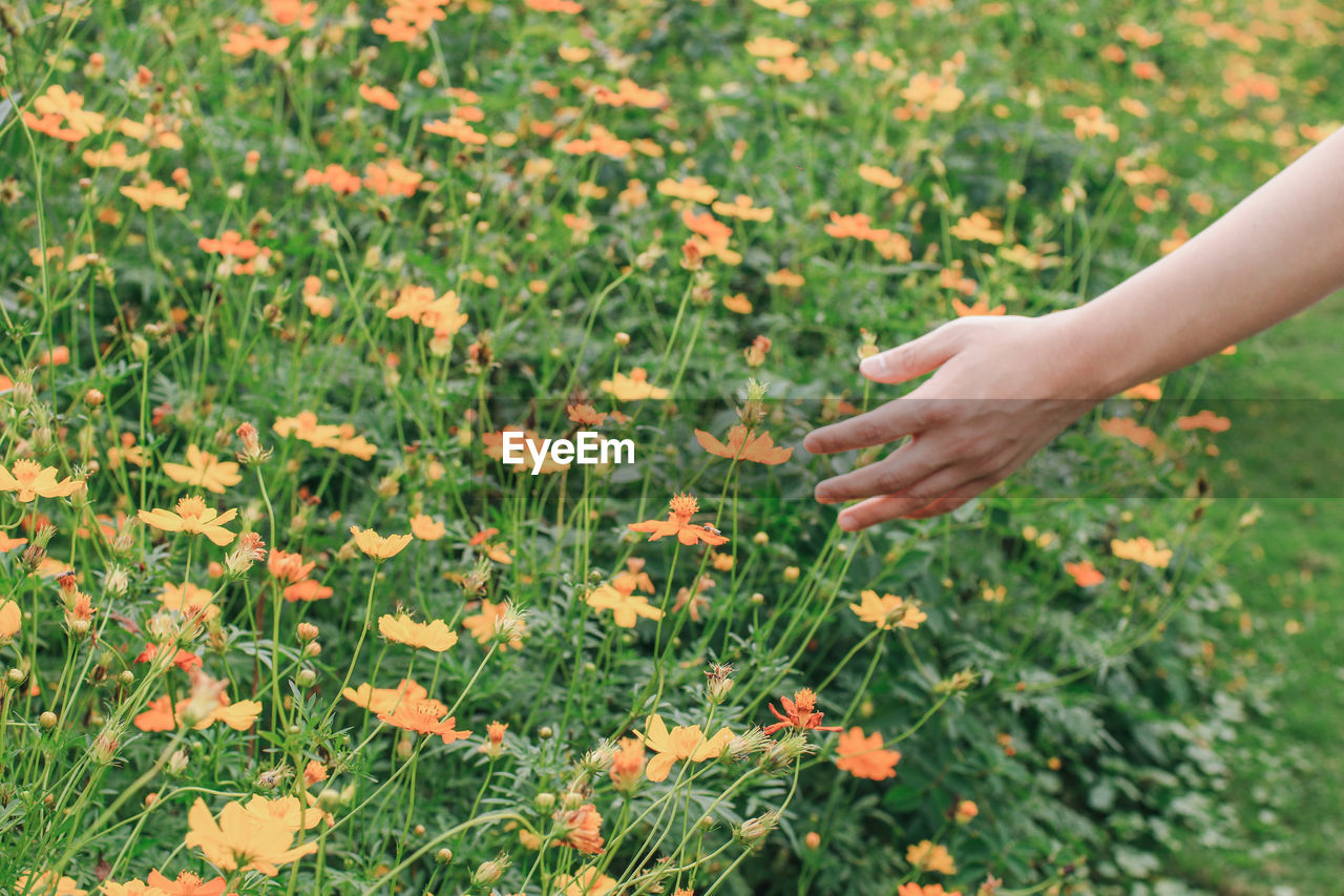 Cropped hand touching flowers in field