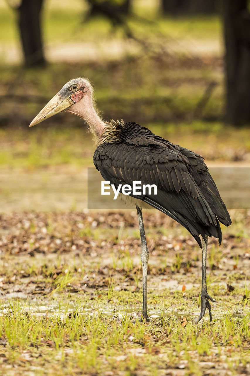 Close-up of bird on grass