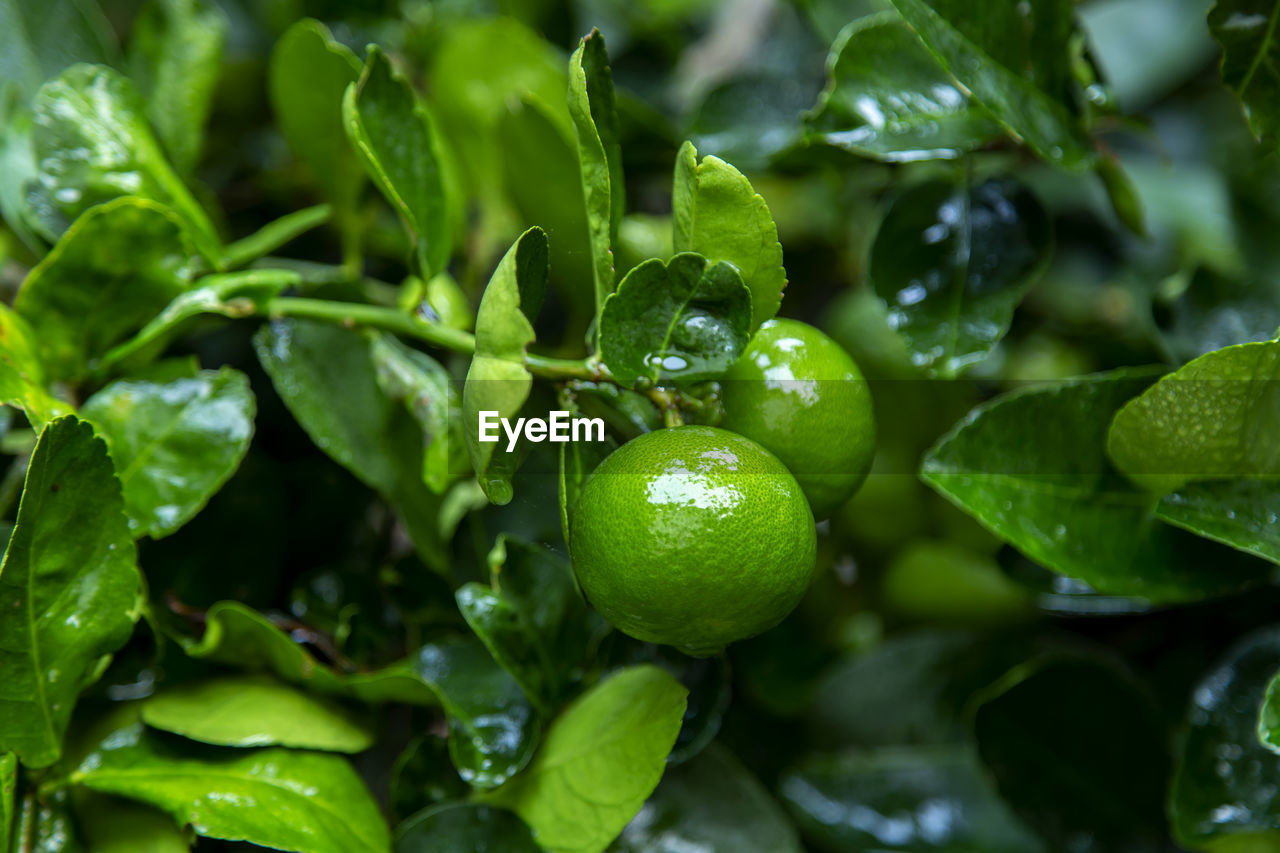 CLOSE-UP OF FRUIT GROWING ON TREE