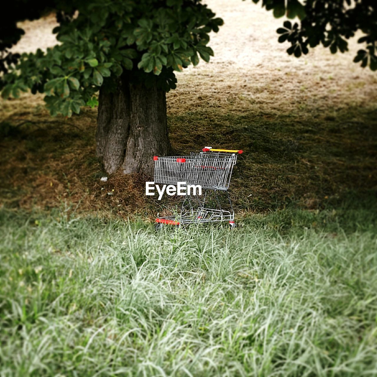 VIEW OF GRASSY FIELD