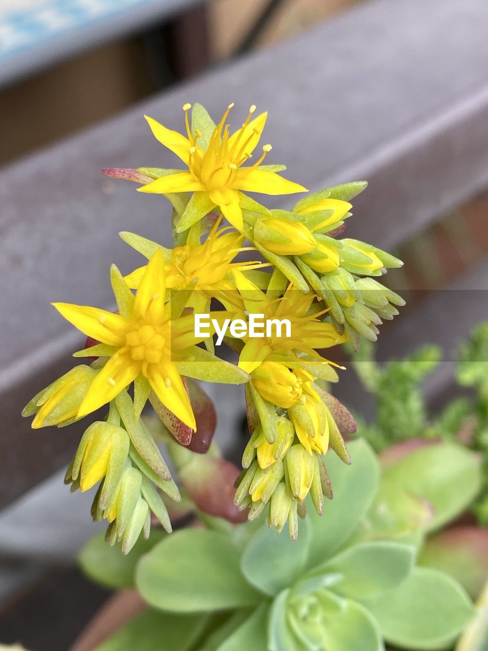 yellow, flower, flowering plant, plant, freshness, beauty in nature, close-up, nature, fragility, flower head, focus on foreground, growth, outdoors, petal, inflorescence, day, no people, leaf, plant part, springtime, blossom