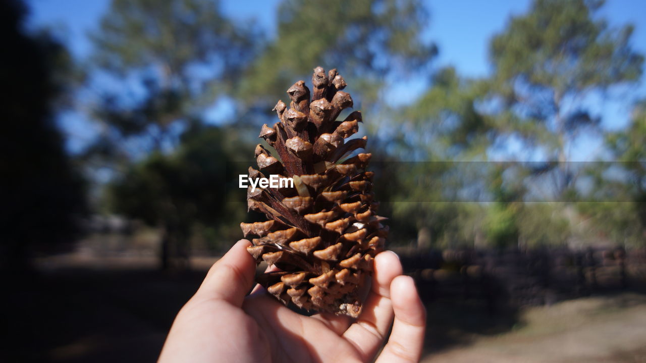 Cropped hand holding pine cone against trees