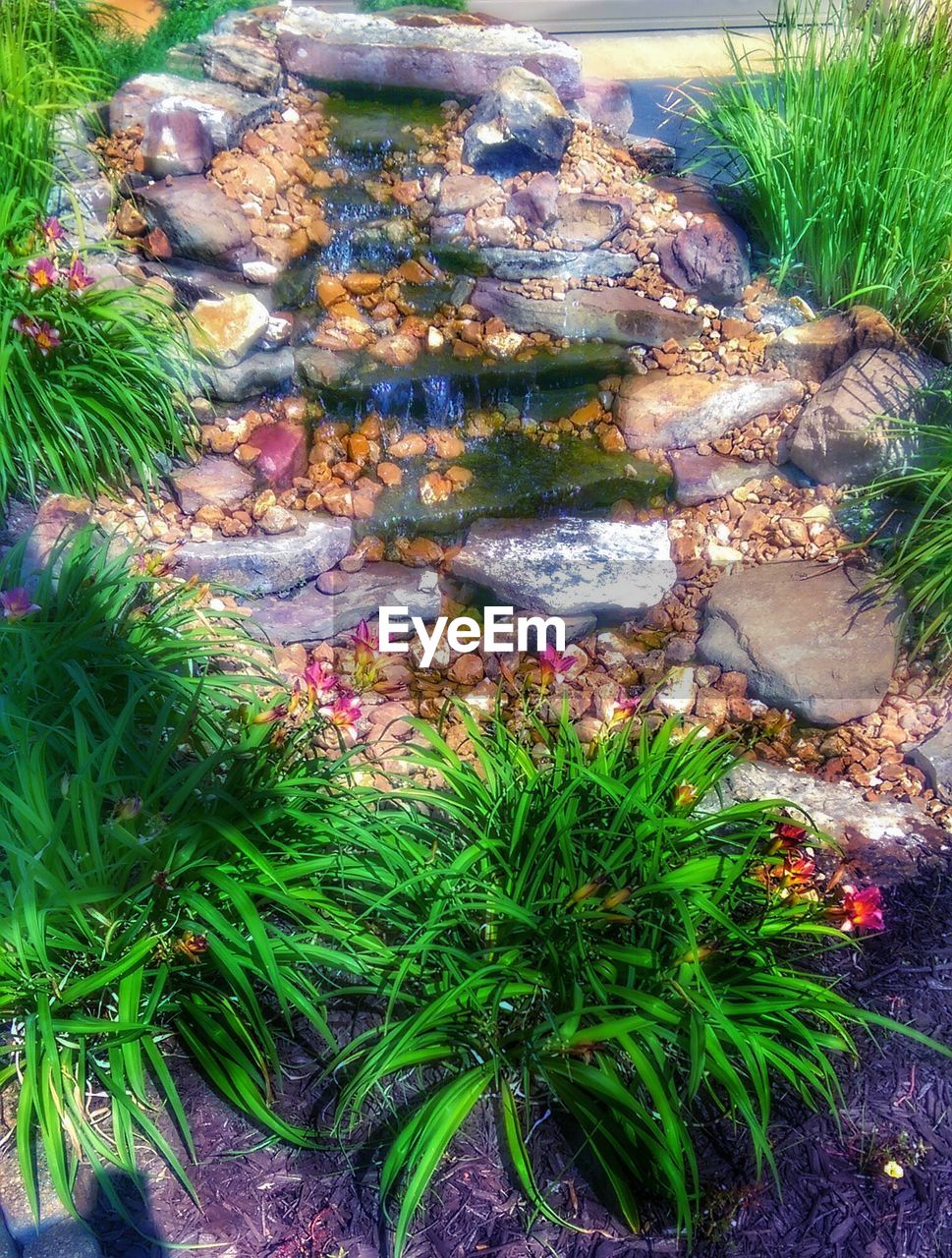 PLANTS GROWING ON ROCKS