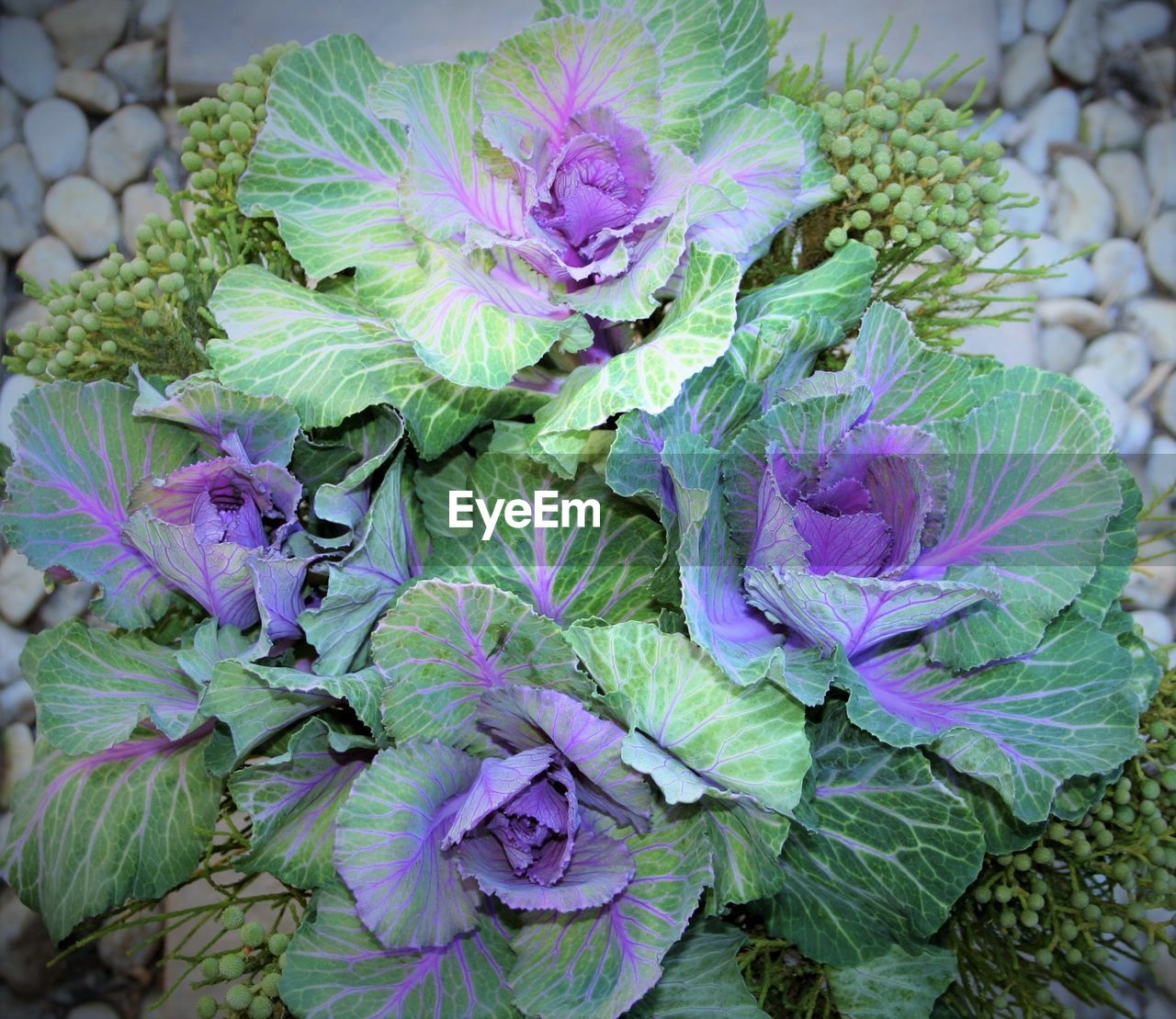 CLOSE-UP OF PURPLE FLOWERS BLOOMING