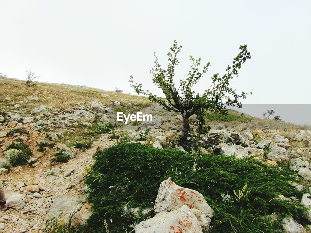 VIEW OF TREE AGAINST CLEAR SKY