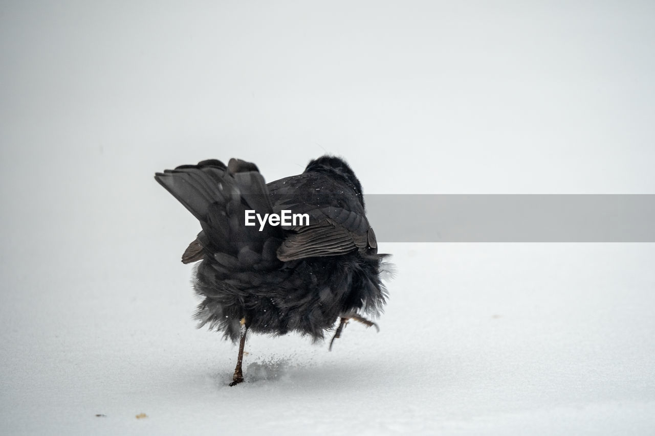 Close-up of bird perching on snow covered over white background