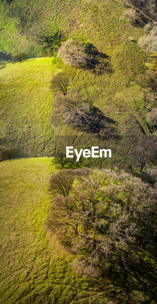 High angle view of trees growing on grassy field