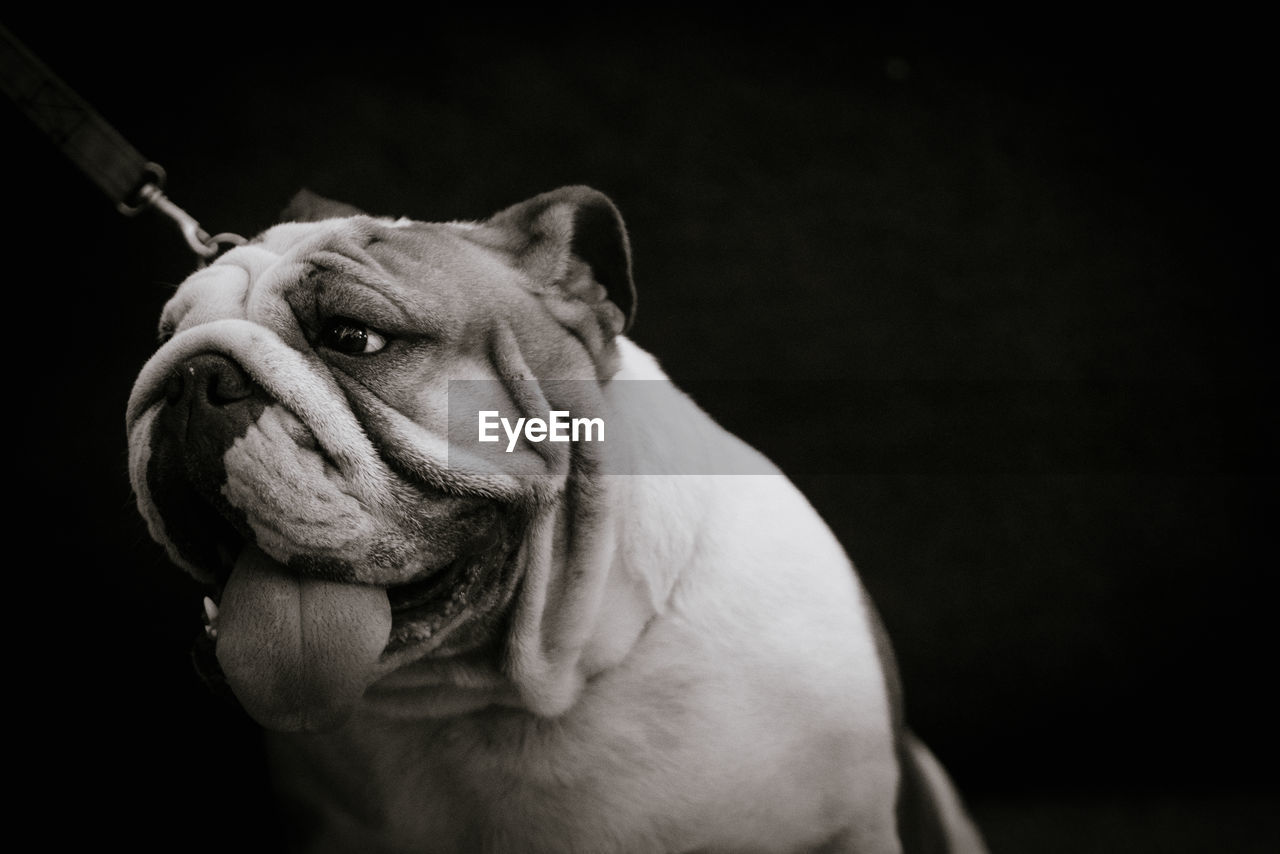 Close-up of dog against black background