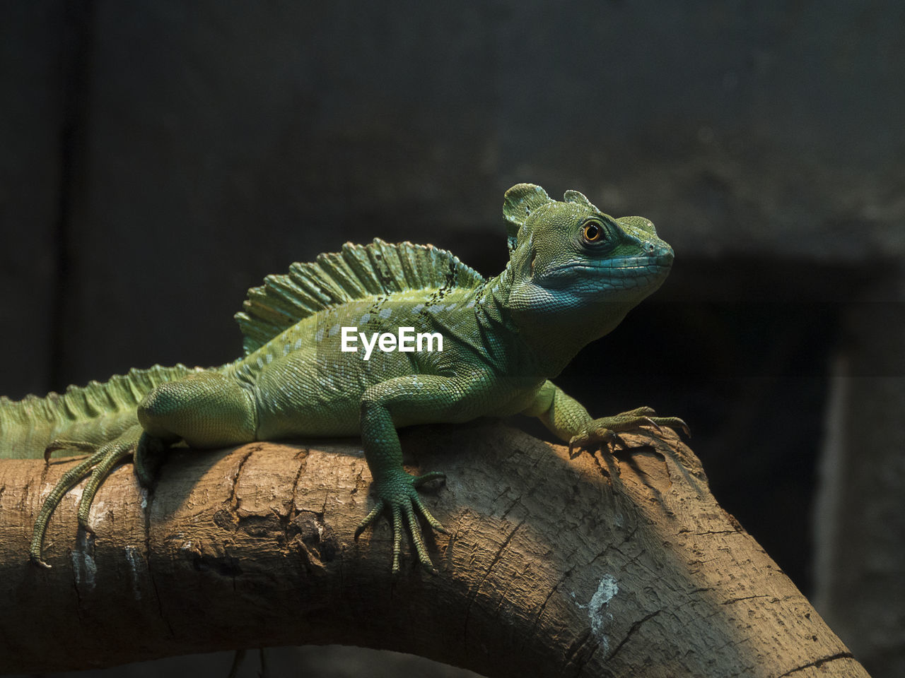 Close-up of lizard on tree