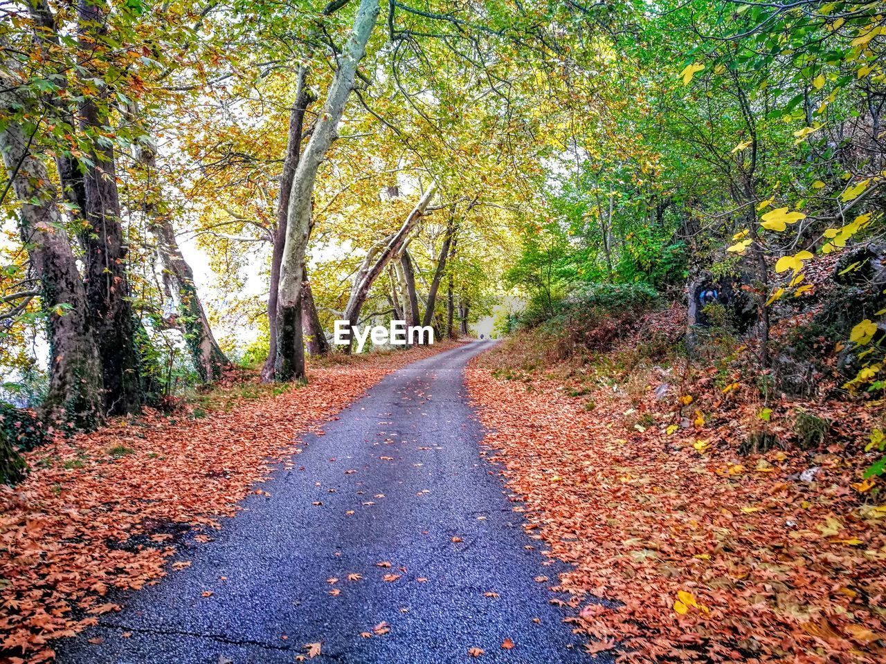 TREES IN FOREST DURING AUTUMN