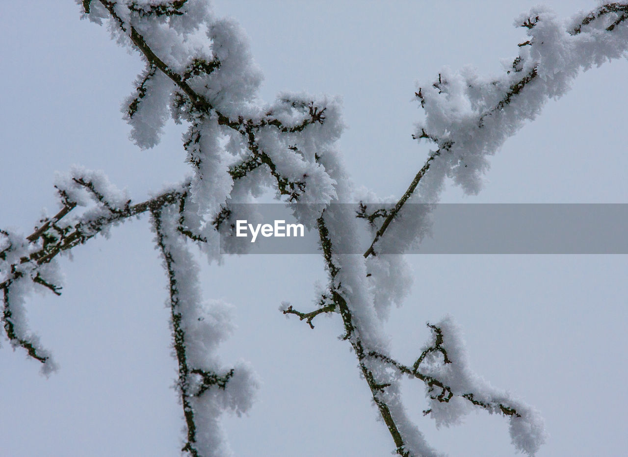 LOW ANGLE VIEW OF FROZEN TREES AGAINST CLEAR SKY