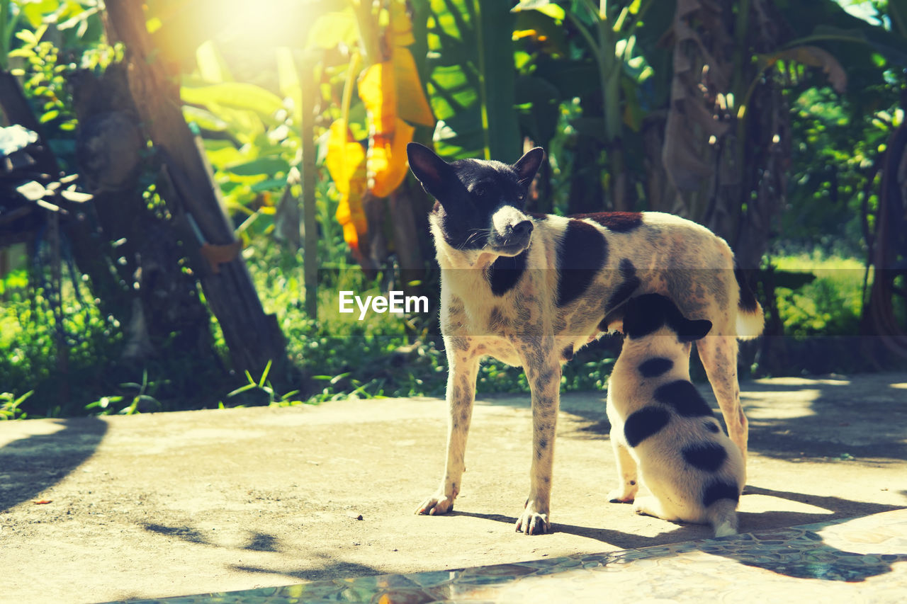 DOG STANDING IN SUNLIGHT