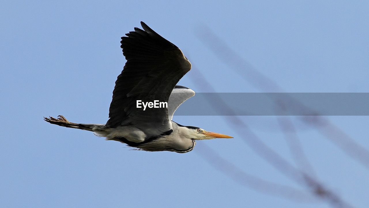 LOW ANGLE VIEW OF SEAGULL FLYING AGAINST SKY