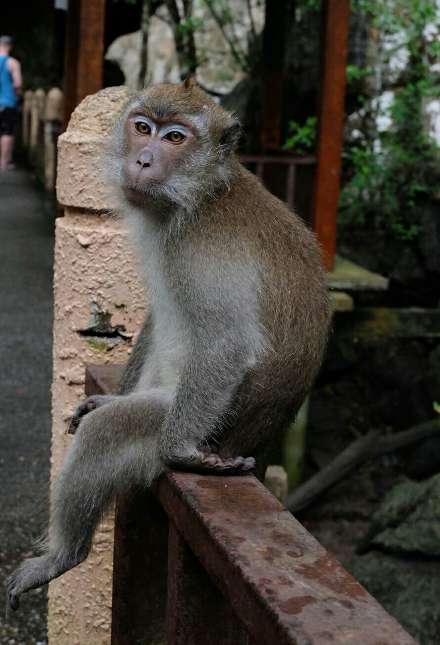 Monkey sitting on railing