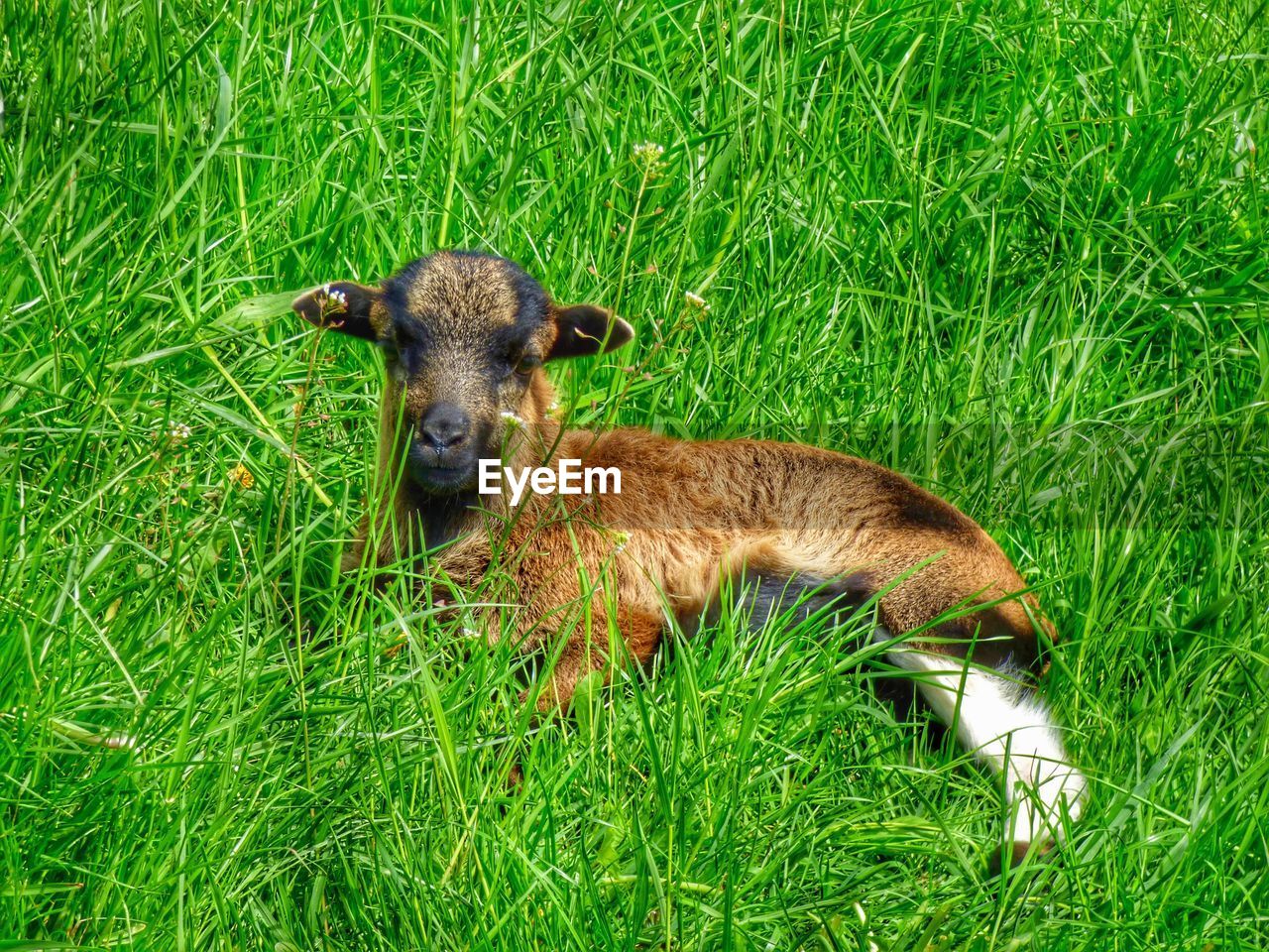 High angle view of kid goat resting on grassy field