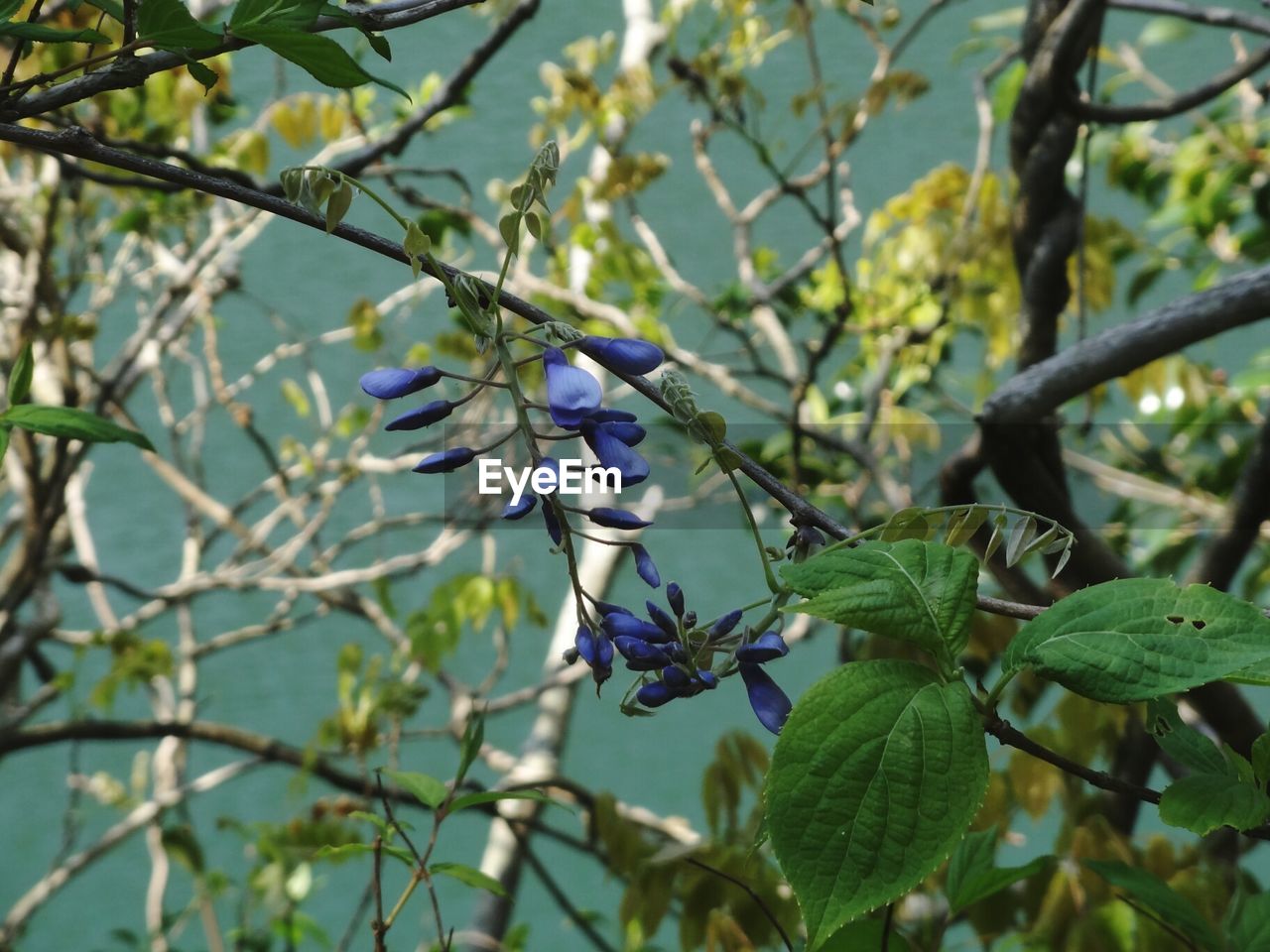 Close-up of flowers on branch