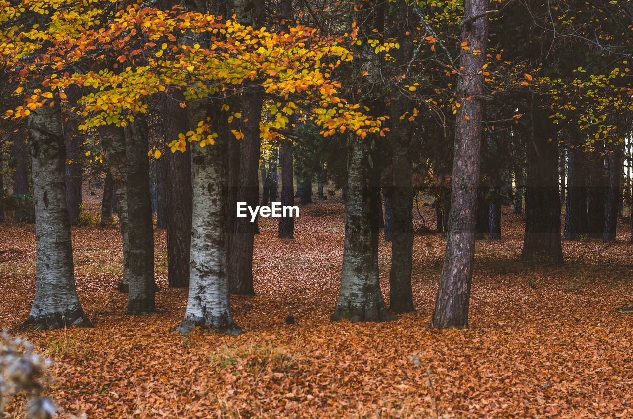 Trees in forest during autumn