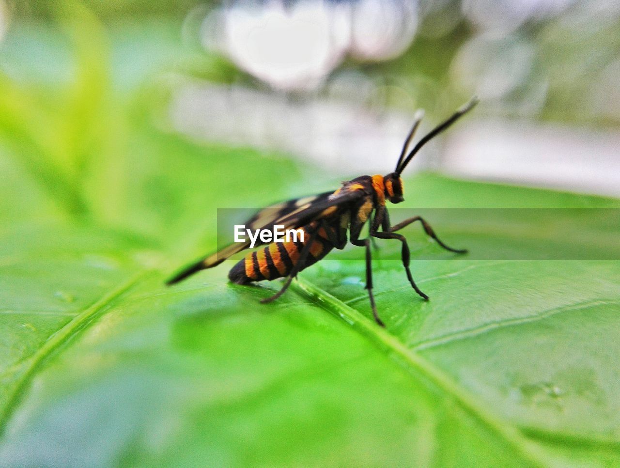 CLOSE-UP OF INSECT