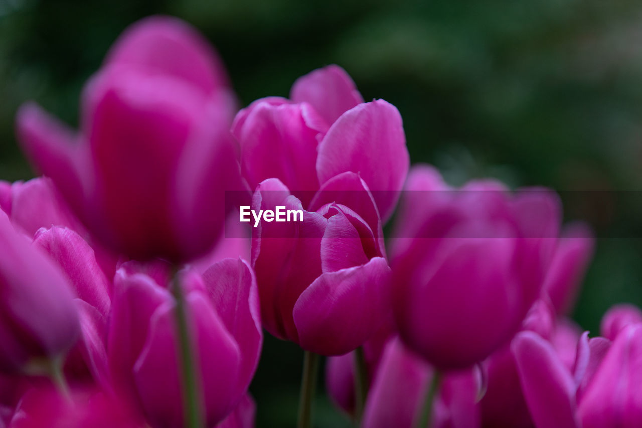 CLOSE-UP OF PINK TULIP PURPLE FLOWERS