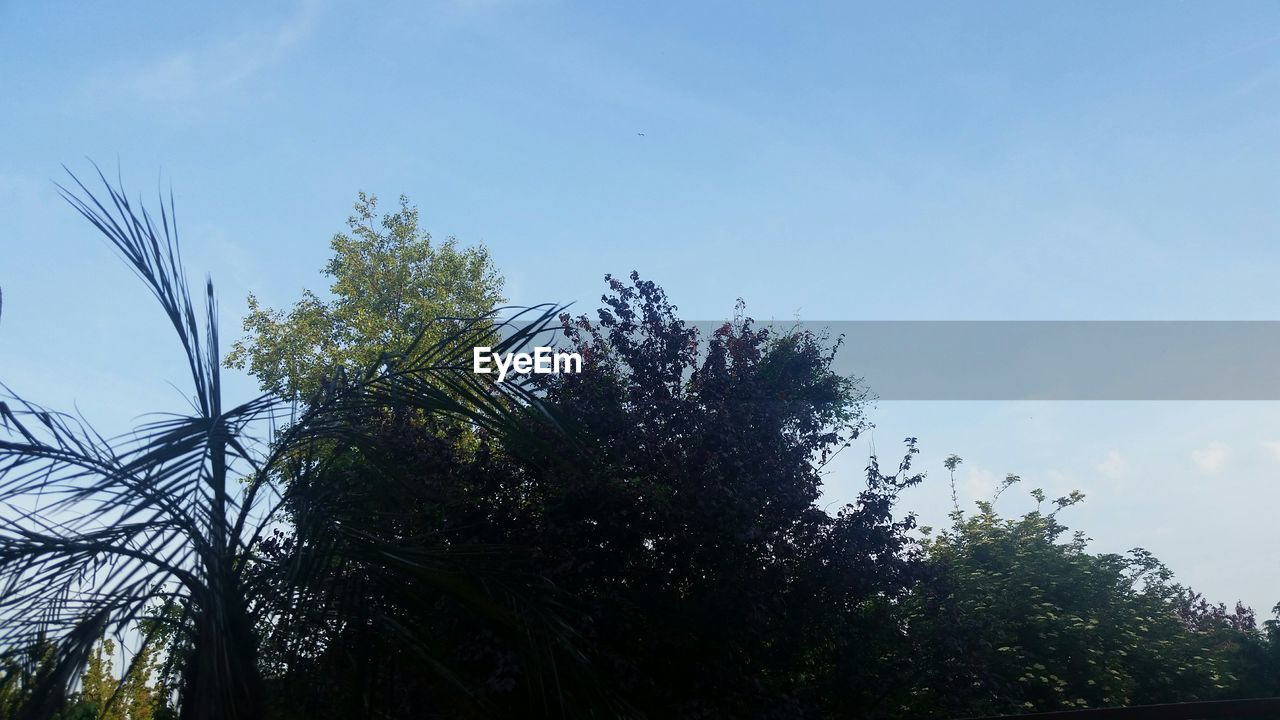 LOW ANGLE VIEW OF TREES AGAINST SKY