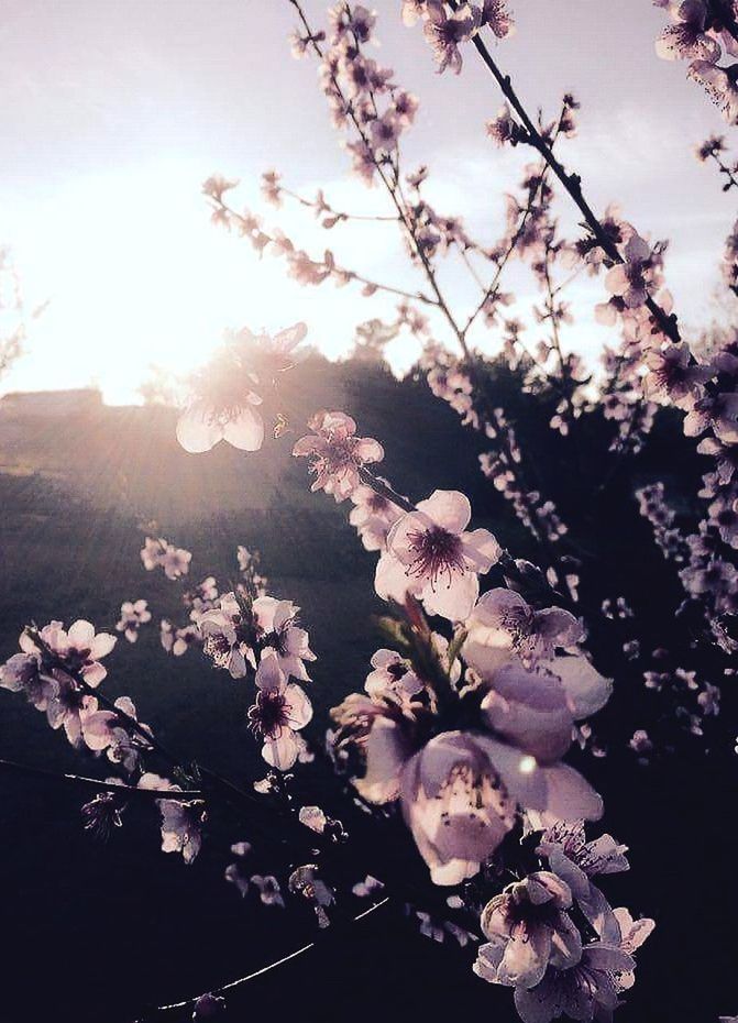 LOW ANGLE VIEW OF WHITE FLOWERS