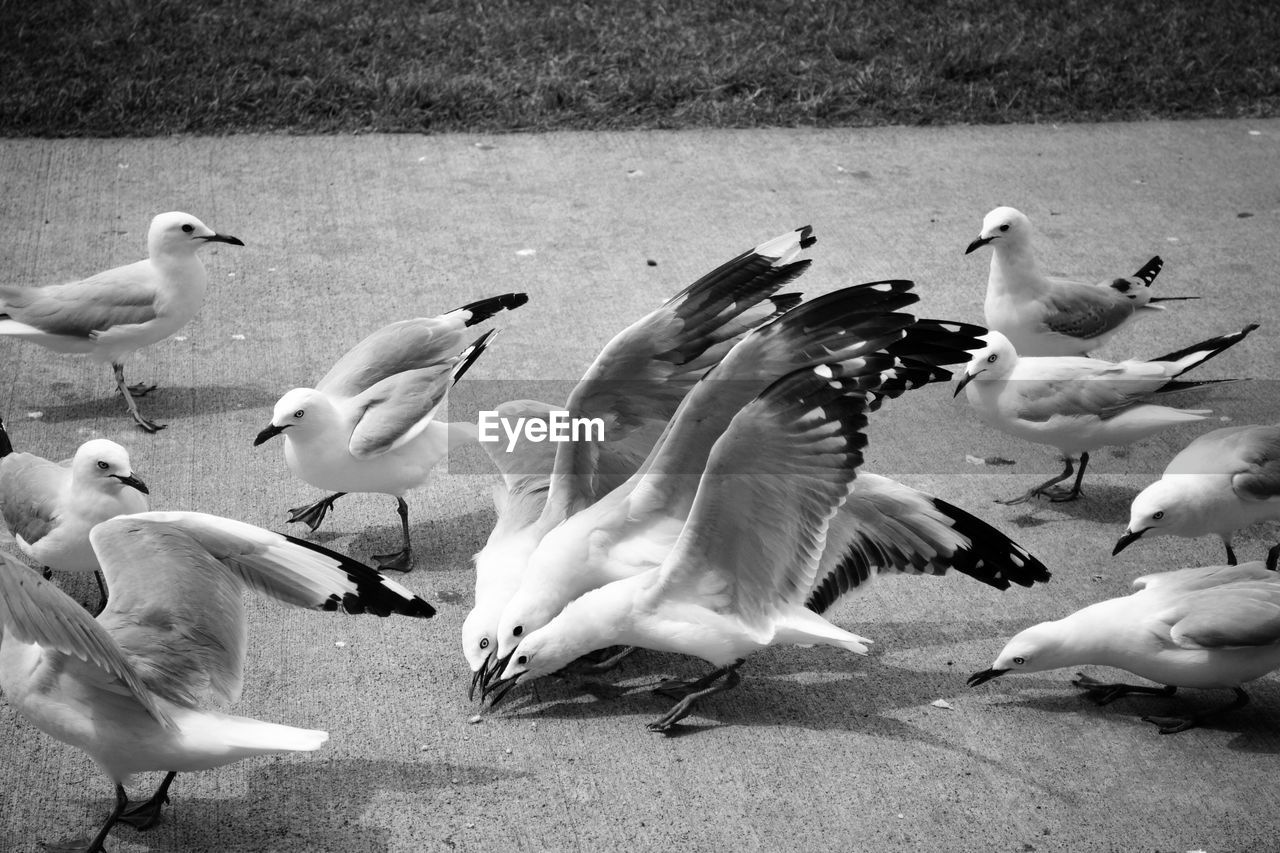 Seagulls on street