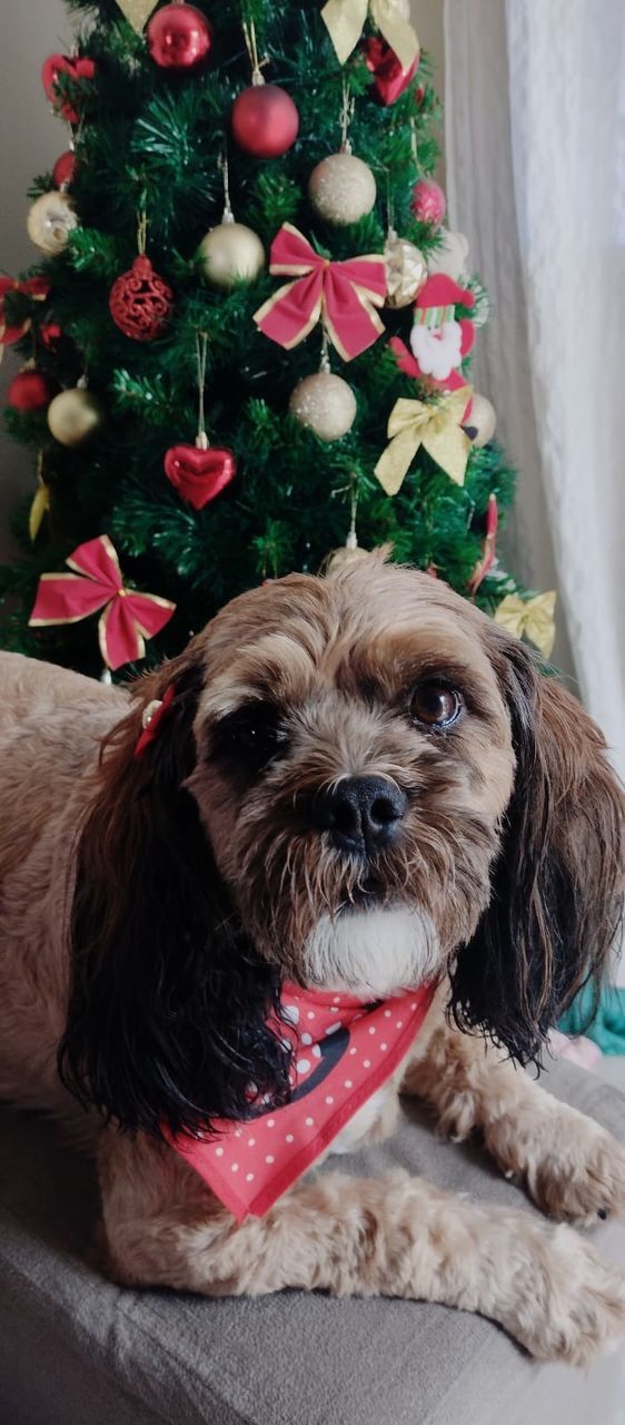 dog, canine, mammal, domestic animals, pet, christmas, one animal, celebration, animal themes, animal, holiday, christmas tree, decoration, lap dog, tree, puppy, christmas decoration, plant, portrait, hat, carnivore, gift, looking at camera, indoors, cute, no people, pet clothing, tradition, santa hat, clothing, purebred dog, sitting, yorkshire terrier, home interior, christmas ornament