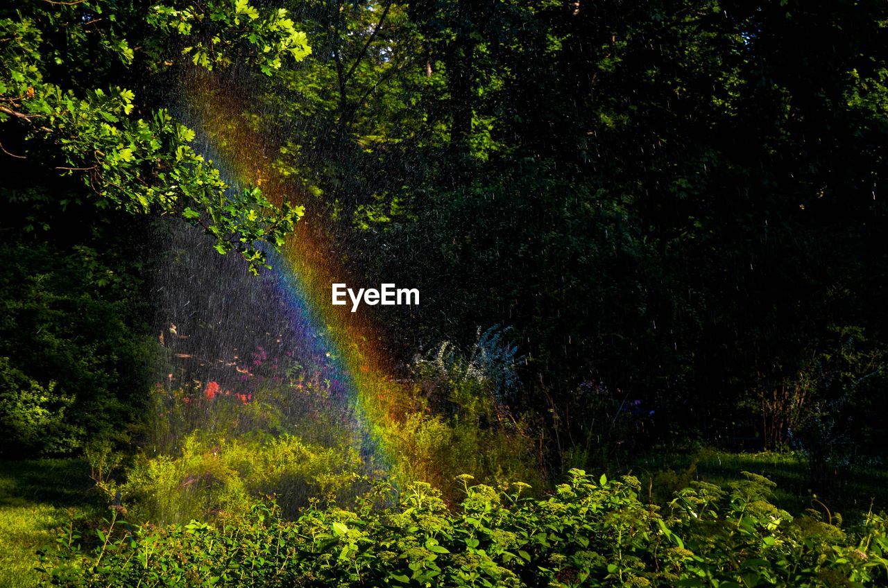 VIEW OF PLANTS IN FOREST