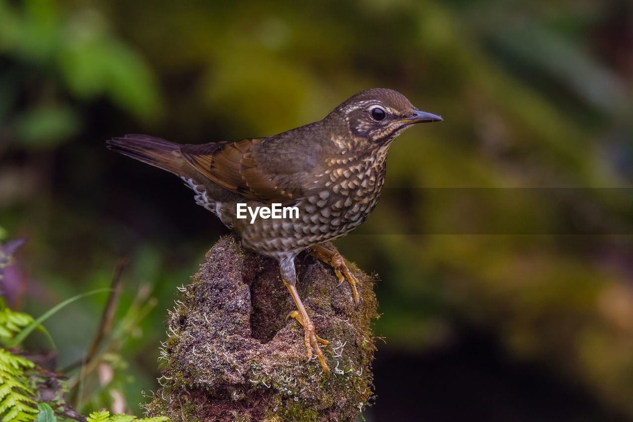 CLOSE-UP OF A BIRD PERCHING ON PLANT