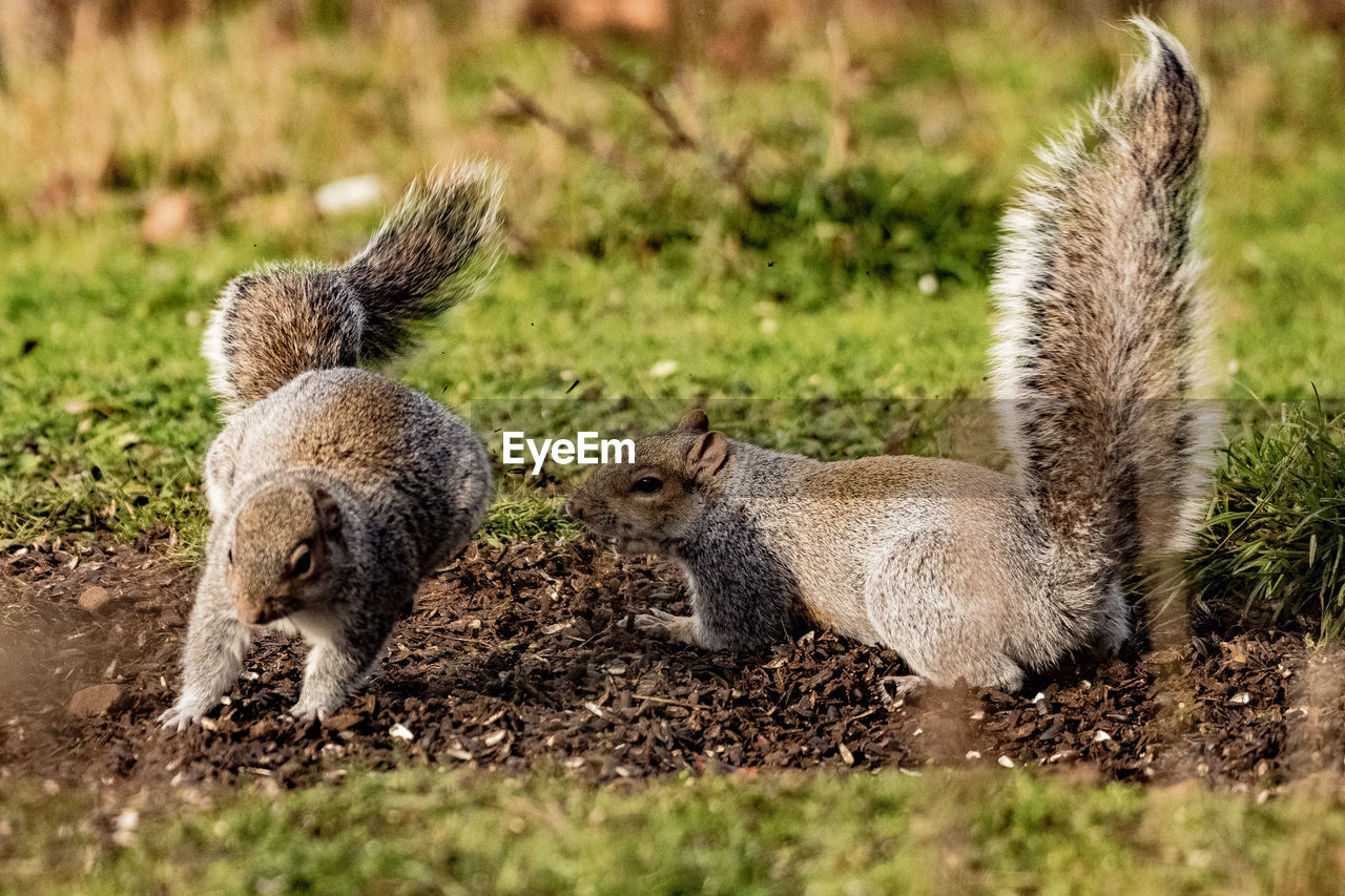 SQUIRREL ON FIELD