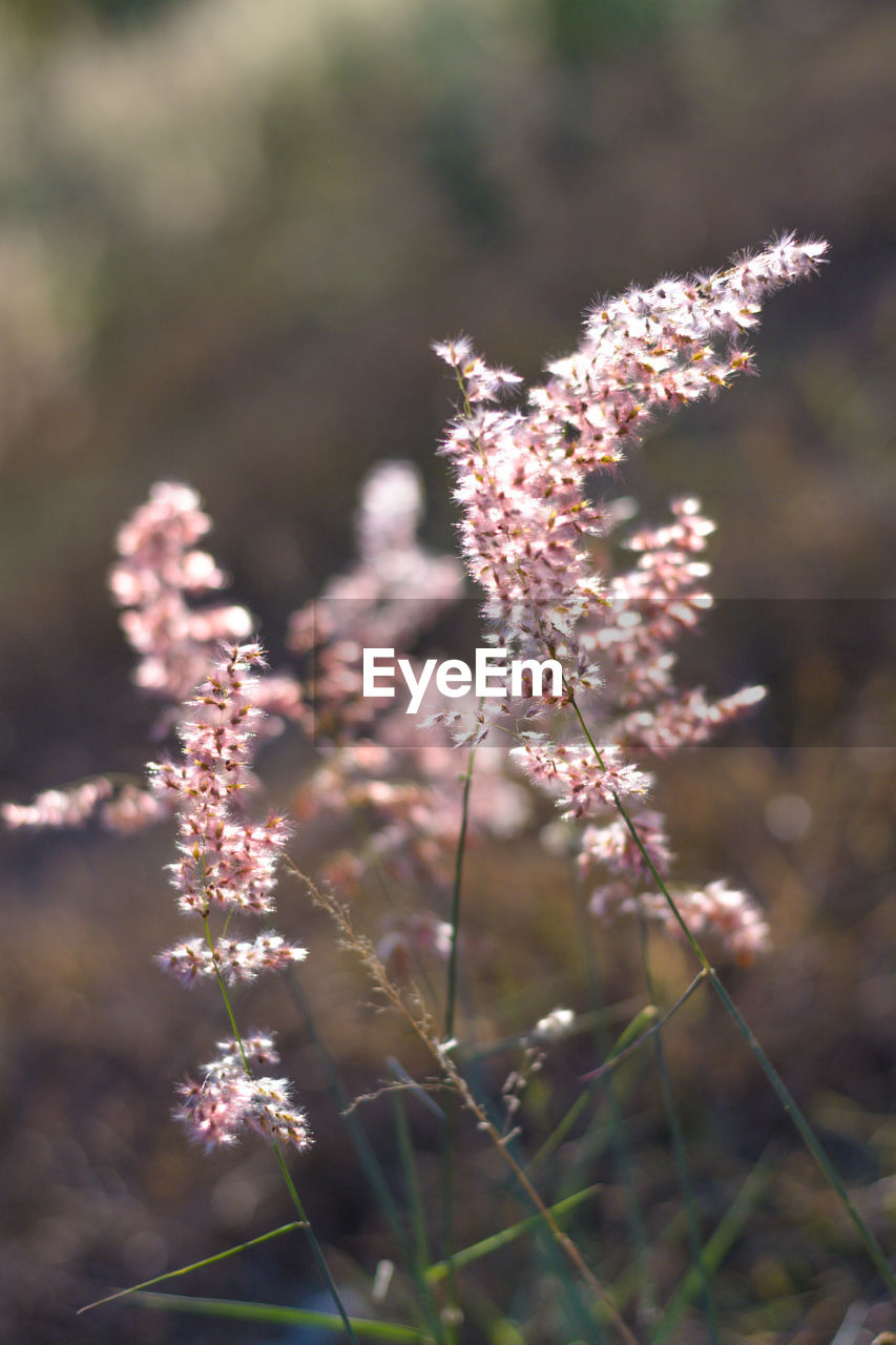 Close-up of purple flowering plant on field