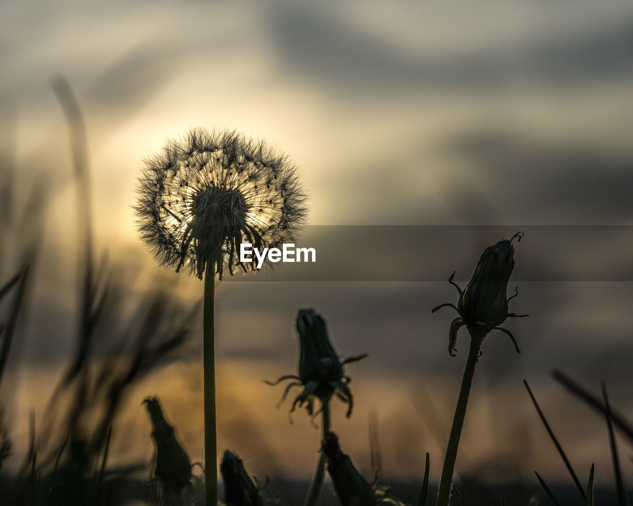 Close-up of silhouette dandelion against sky during sunset