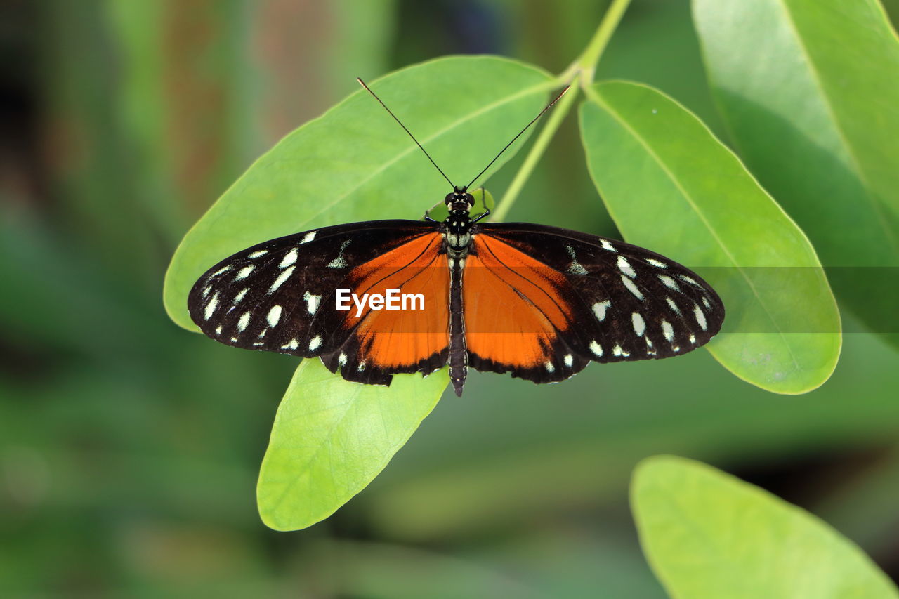 BUTTERFLY POLLINATING ON LEAF