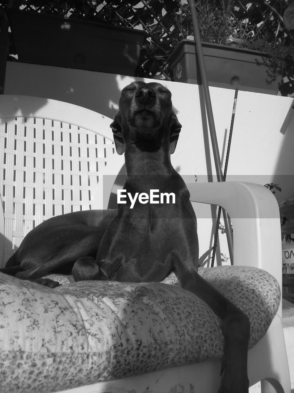 Low angle view of italian greyhound sitting on chair