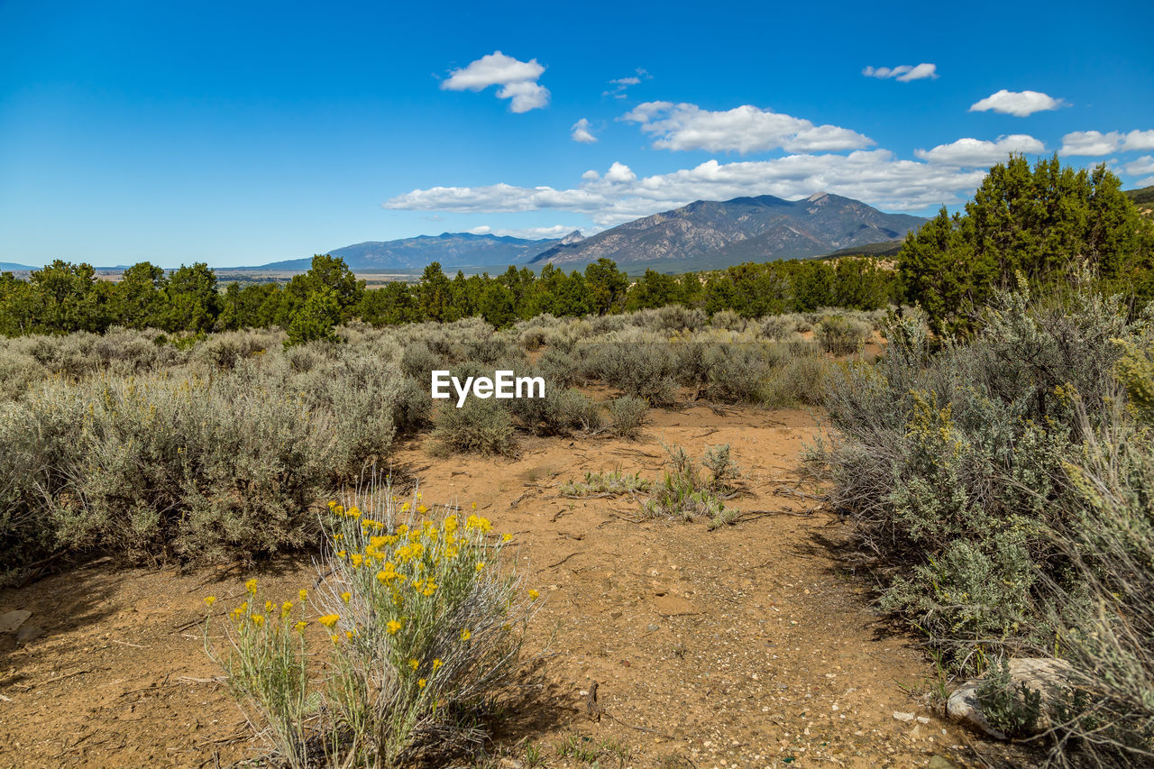 Scenic view of field against blue sky