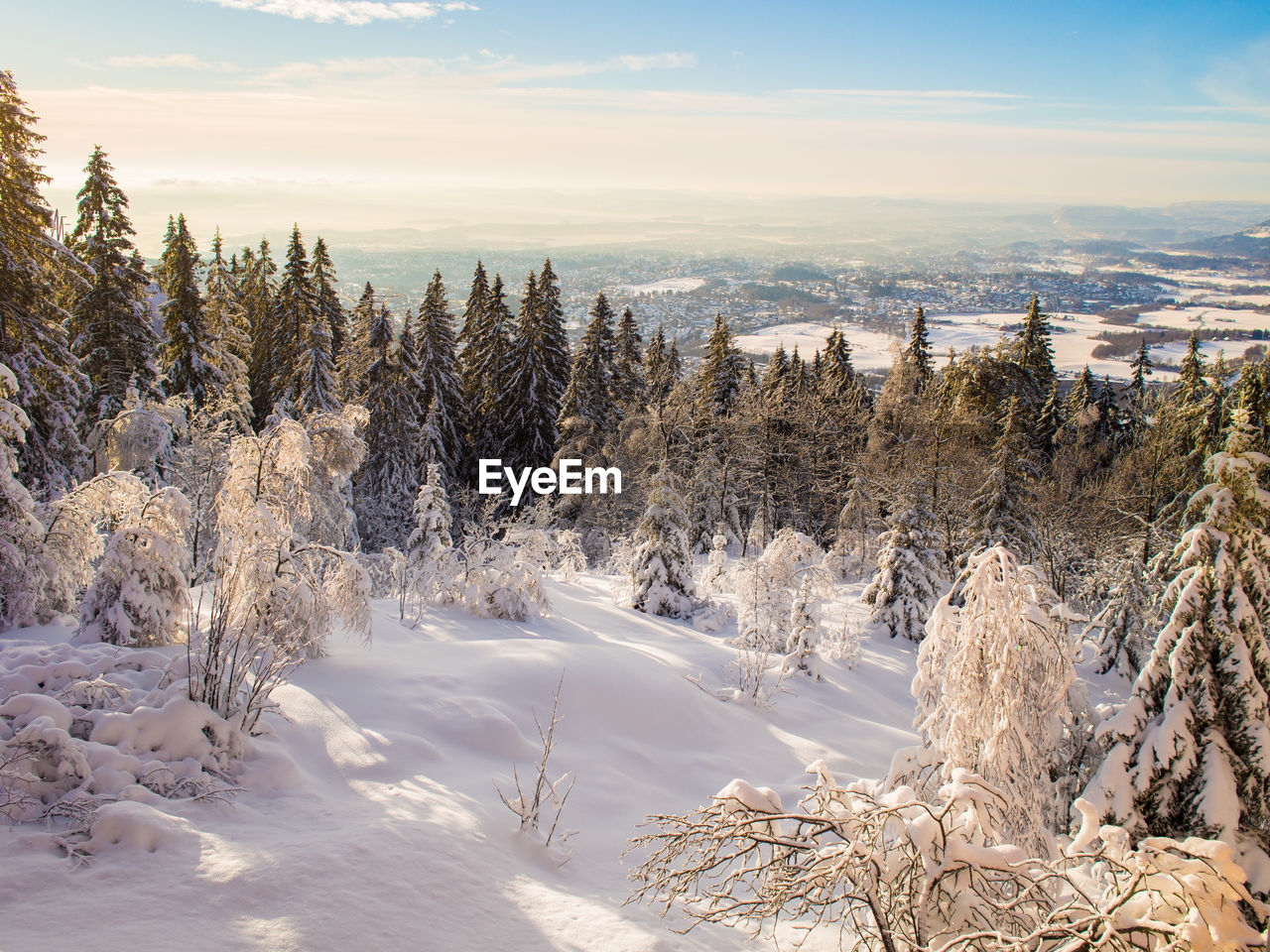 Trees on snow covered landscape against sky