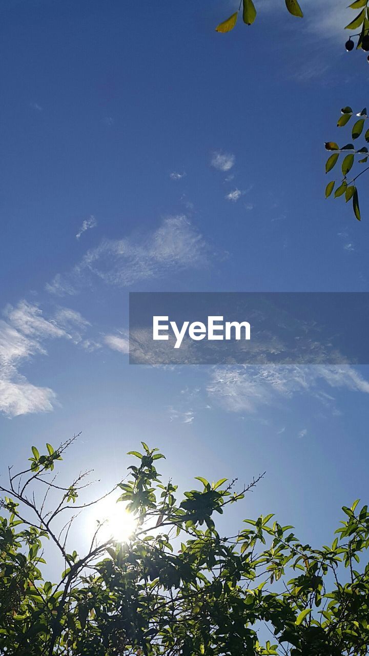 LOW ANGLE VIEW OF TREE AGAINST SKY