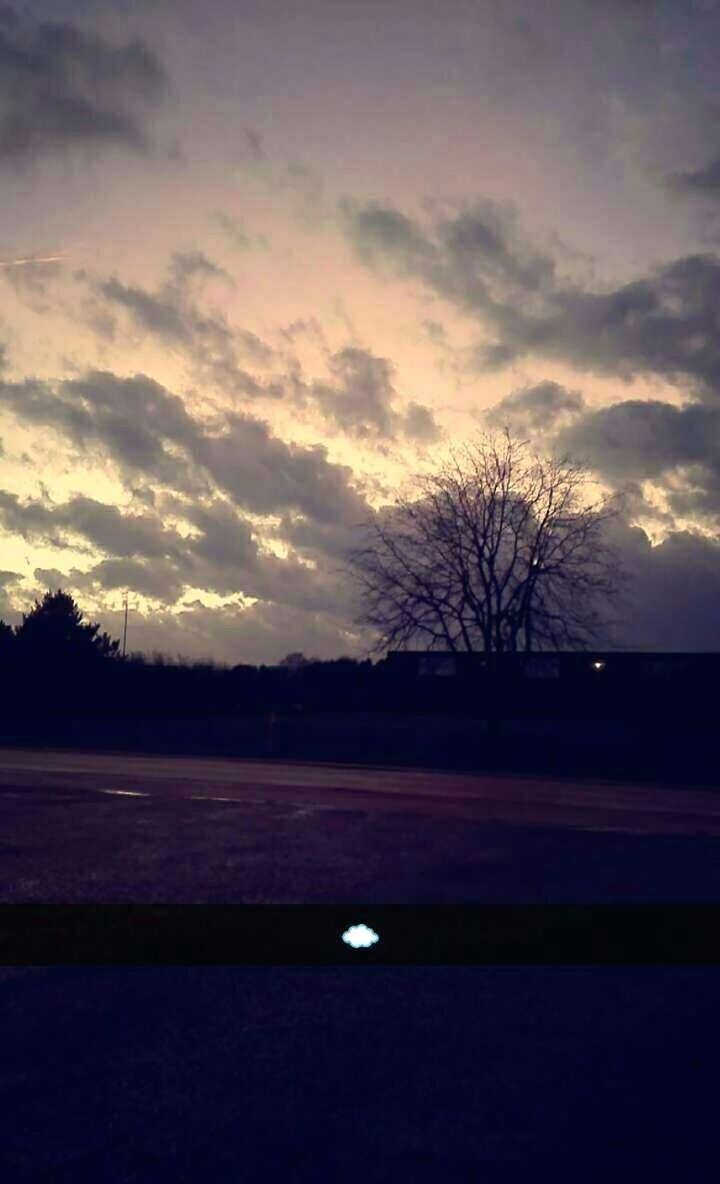 SILHOUETTE OF TREES ON LANDSCAPE