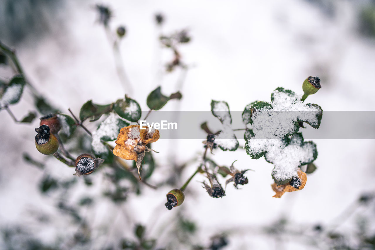 Dead rosescin winter covered with snow