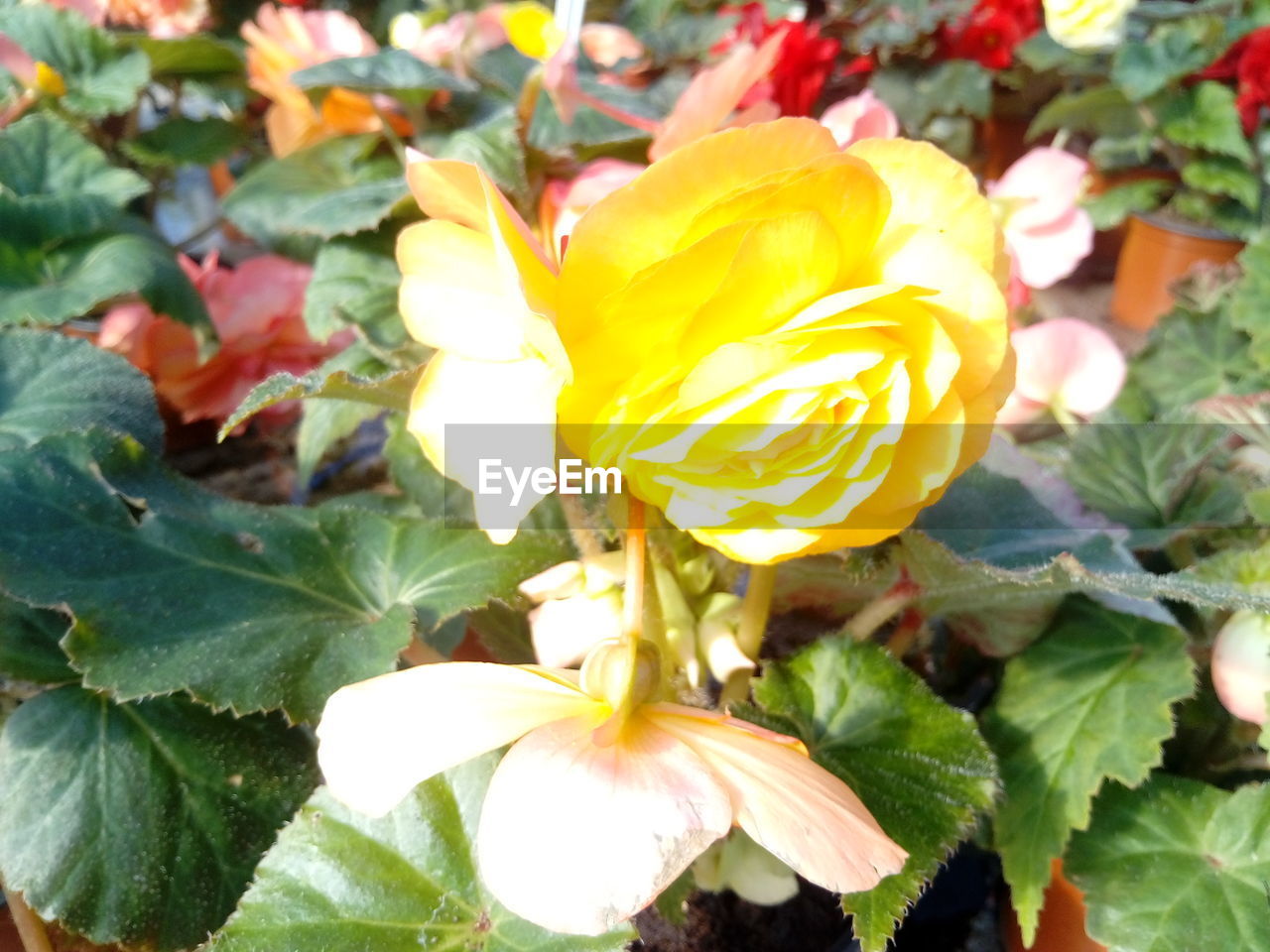 CLOSE-UP OF YELLOW FLOWERS BLOOMING