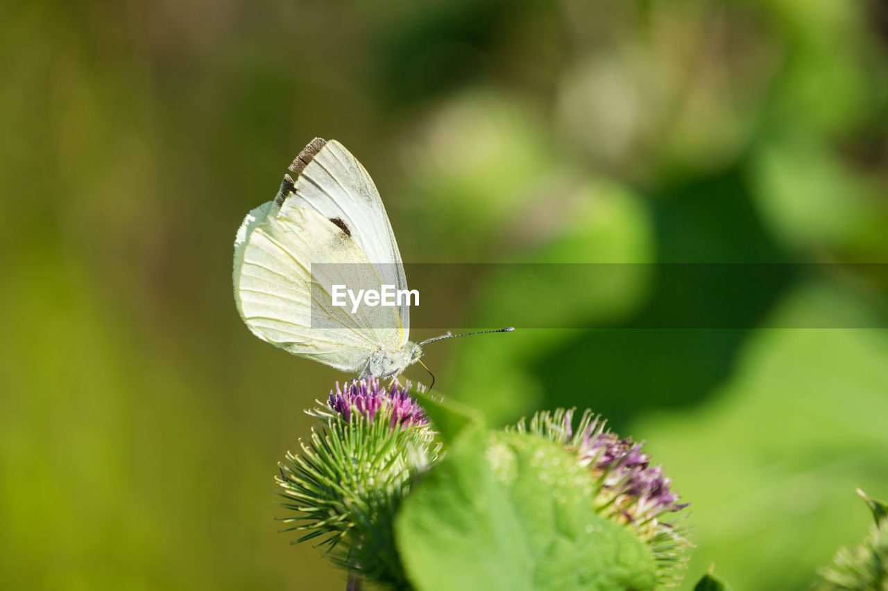 Close-up of butterfly pollinating on flower