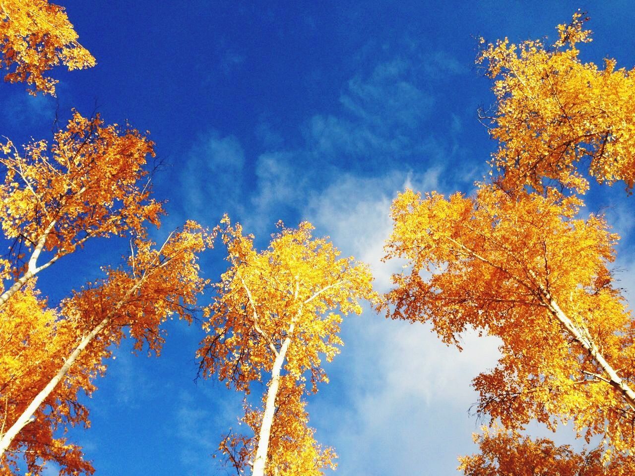 LOW ANGLE VIEW OF TREES AGAINST SKY